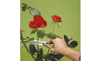 Rosen- und Trauben- Pflückschere